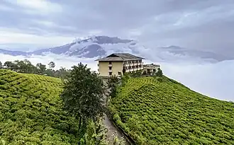 A tea garden in Sikkim. India, the world's second-largest producer of tea, is a nation of one billion tea drinkers, who consume 70% of India's tea output.
