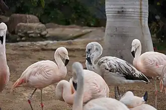 The Chilean flamingo is near-threatened, due to illegal mining, irrigation and hunting for eggs and adults.