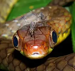Feeding on a snake