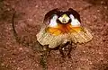 Frill-necked lizard faces predators, making itself look big with head frills, raising its body and waving its tail.