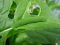 larva