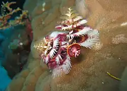 Christmas tree worm (Spirobranchus giganteus) in Porites coral. Admiralty, Osprey Reef