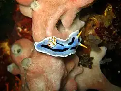 Chromodoris alcalai from Verde Island, the Philippines