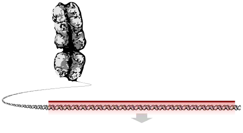 A chromosome unravelling into a long string of DNA, a section of which is highlighted as the gene