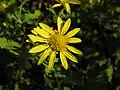 Chrysanthemum indicum