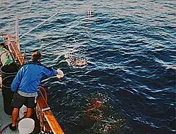 Photo of a man dropping chum off the side of a boat