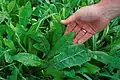 Leaves unlobed and pointed
