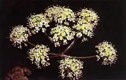 Close up of Cicuta douglasii flowers. Small and white, they are arranged in an umbrella shape