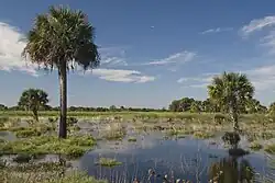 Swamp with marsh water and palm tree