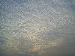 A large field of cirrocumulus clouds in a blue sky, beginning to merge near the upper left