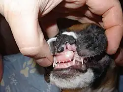 Cleft lip in a Boxer with premaxillary involvement