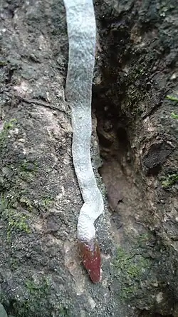 Clinging root of an orchid