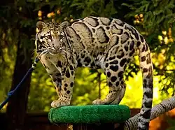 A large feline covered in a a cloudy pattern of blotches stands on a green platform with a collar and leash around their neck