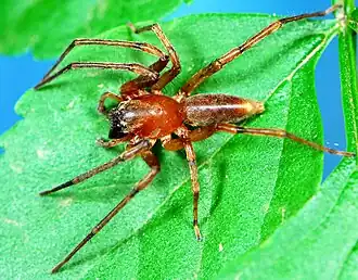 male Clubiona durbana