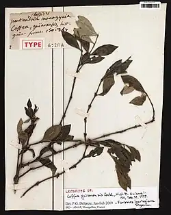 A coffee plant from Guyana ("Coffea guianensis"), collected by Jean Baptiste Christophore Fusée Aublet in 1775
