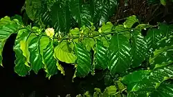 C. robusta flowers