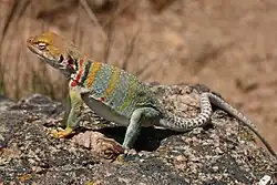 A gray lizard with brown and yellow-orange markings standing on a rock in bright sunshine.
