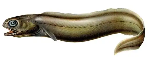 Coloconger raniceps (Colocongridae)