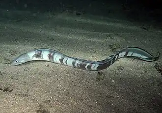 Conger cinereus (Congridae)