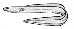 Conger eel Leptocephalus conger