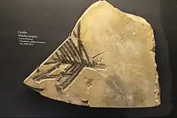 Voltziales: Walchia laxifolia foliage, Early Permian, Germany