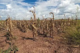 Agricultural changes. Droughts, rising temperatures, and extreme weather negatively impact agriculture. Shown: Texas, US (2013).[275]