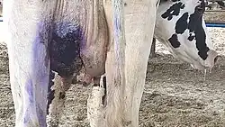 Gangrenous mastitis in a dairy cow