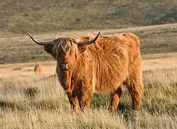 a shaggy orange-red cow with wide-spreading horns