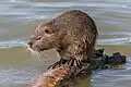 Feral nutria in Oise river in France
