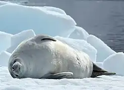 Gray seal