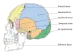 Cranial bones