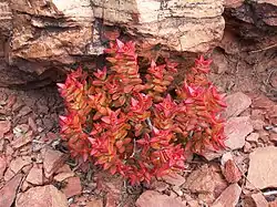 Decussate phyllotaxis of Crassula rupestris