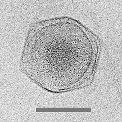 Cryo-EM image of the CroV giant marine virus (scale bar represents 200&nbsp;nm)[61]