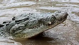 American crocodile (Crocodylus acutus), a vulnerable species, found across the Americas