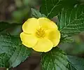 Picture of turnera ulmifolia