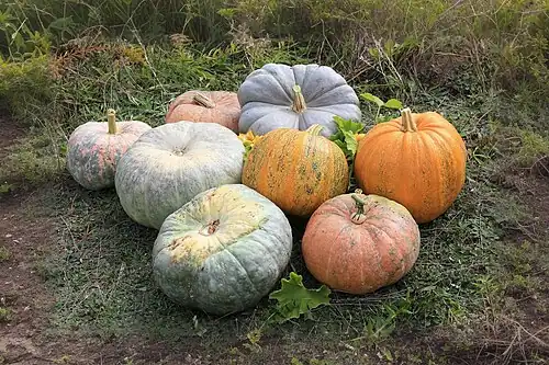 Two bright orange C. pepo pumpkins, center right; the rest are squashes, C. maxima