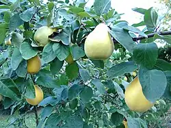 Foliage and ripening fruit