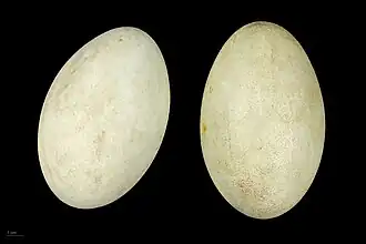 Eggs – MHNT