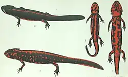 Panel of drawings of a red-black newt