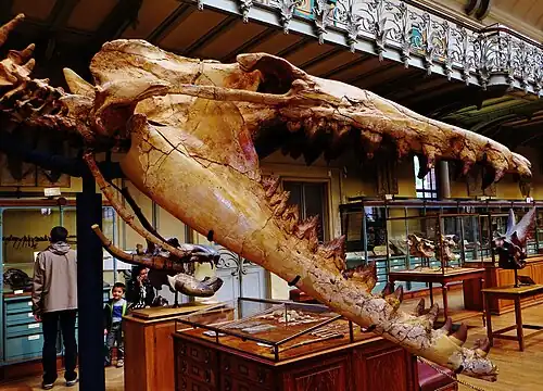 Skull of a Cynthiacetus, an early whale, from Peru
