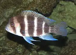 Cyphotilapiini (E): Cyphotilapia frontosa, one of only two similar species in the tribe[53]