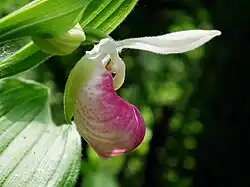The pink-and-white lady's slipper, Minnesota's state flower.