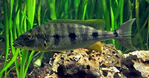 Boulengerochromini (E): Boulengerochromis microlepis is one of the world's largest cichlids[48] and only member of its tribe[51]