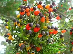 Ripe fruit