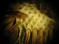 A microscopic view of a dandelion "clock" showing the receptacle and the cypselas.