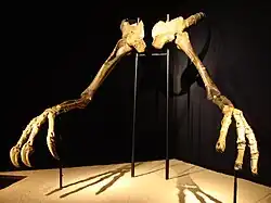 Original arms