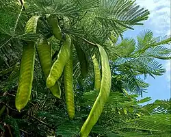 green seed pods