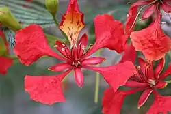 pollinated flower