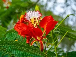 newly opened flower