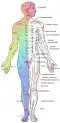 Major dermatomes and cutaneous nerves (anterior view)